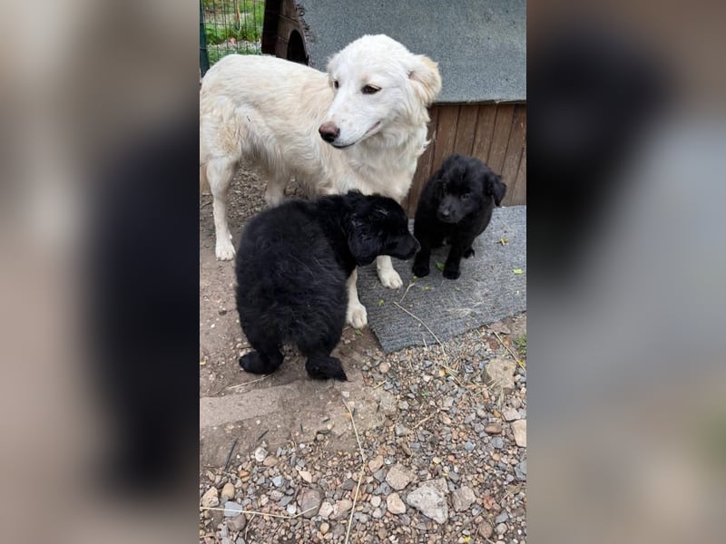 Snowy, junge Mischlingshündin
