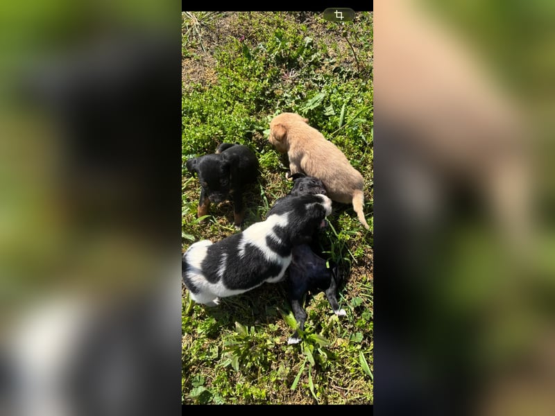 1 hübsche Mischlingswelpen Hündin