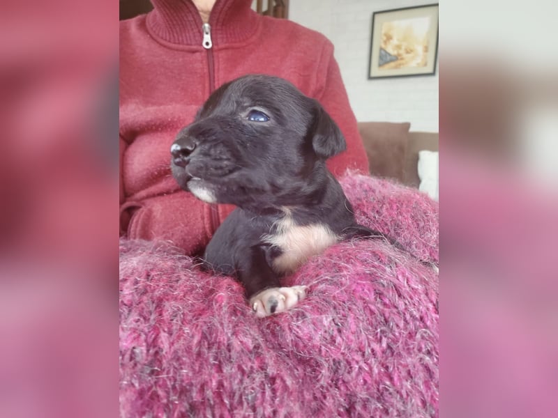 4 hübsche Mischlingswelpen