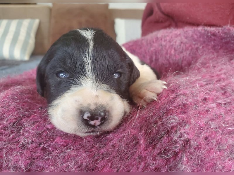 4 hübsche Mischlingswelpen
