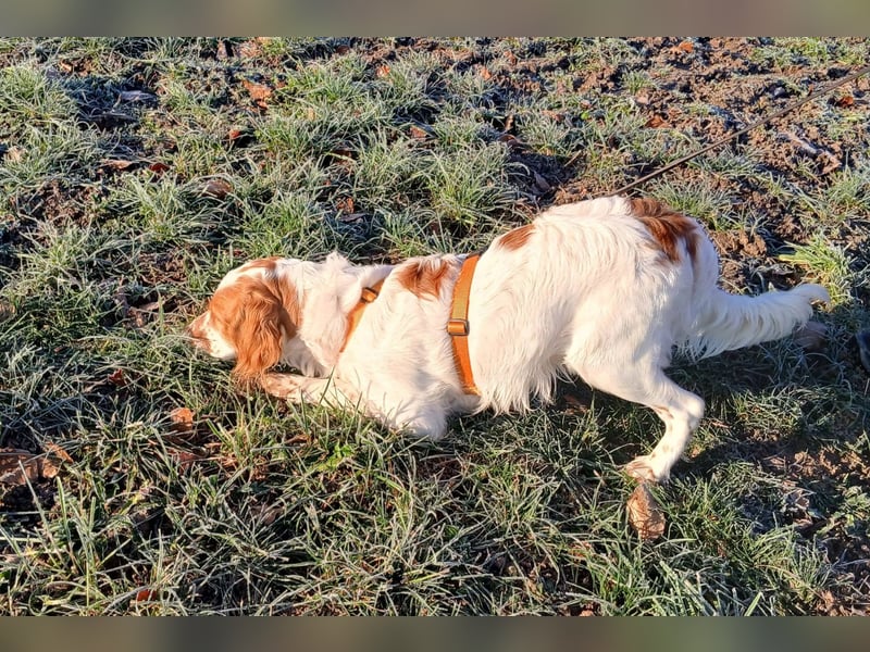 Spaniel Mix 1 Jahr kastriert