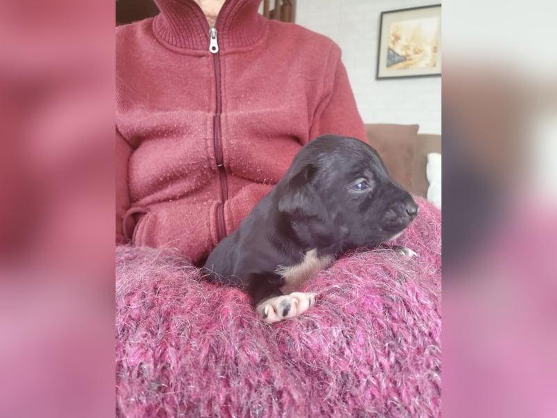 4 hübsche Mischlingswelpen