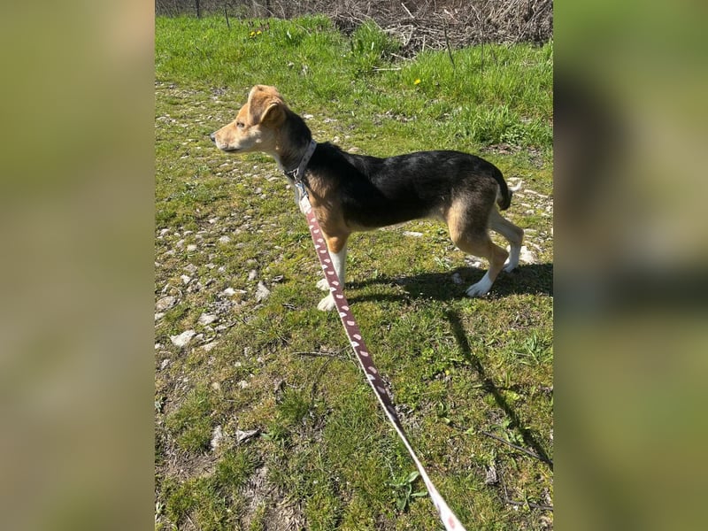 Sina, junge Mischlingshündin