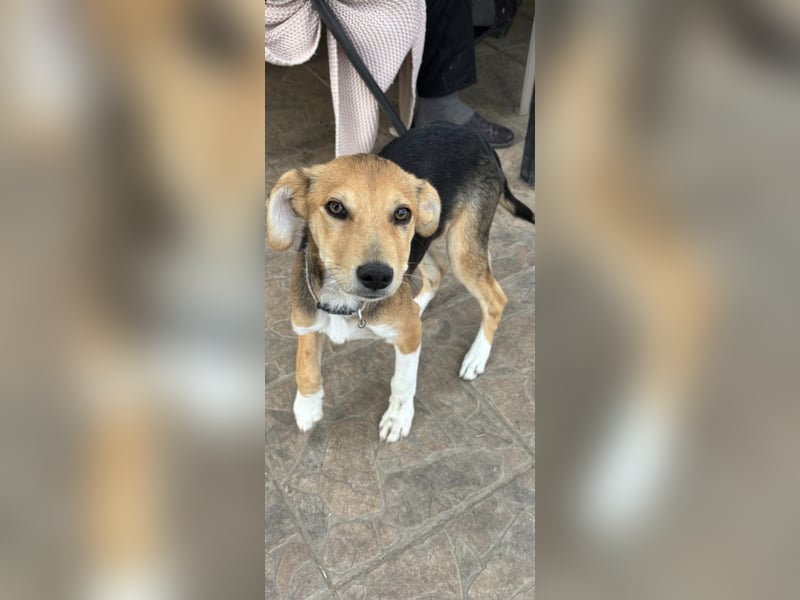 Sina, junge Mischlingshündin