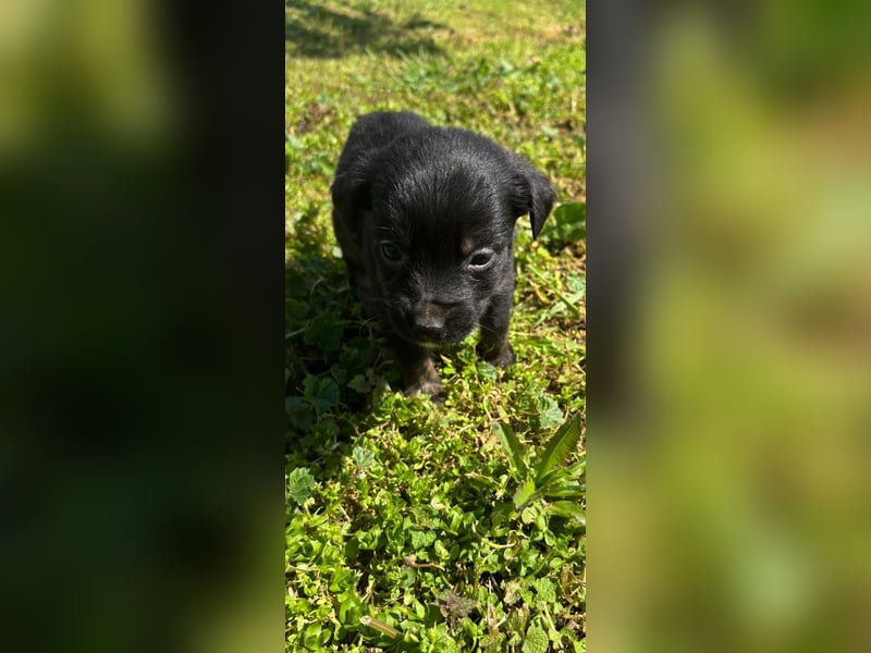 1 hübsche Mischlingswelpen Hündin