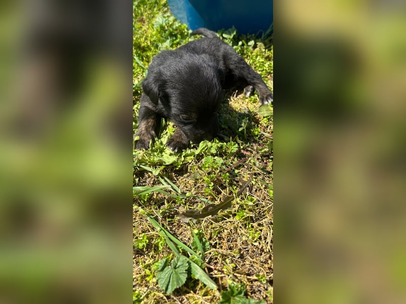 1 hübsche Mischlingswelpen Hündin