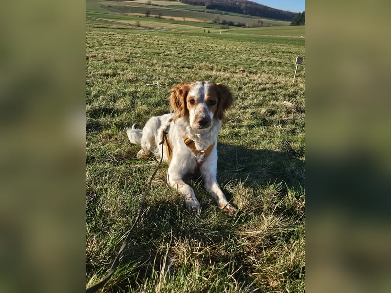 Spaniel Mix 1 Jahr kastriert