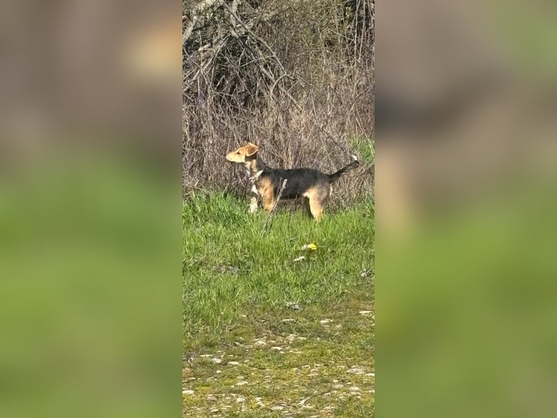 Sina, junge Mischlingshündin