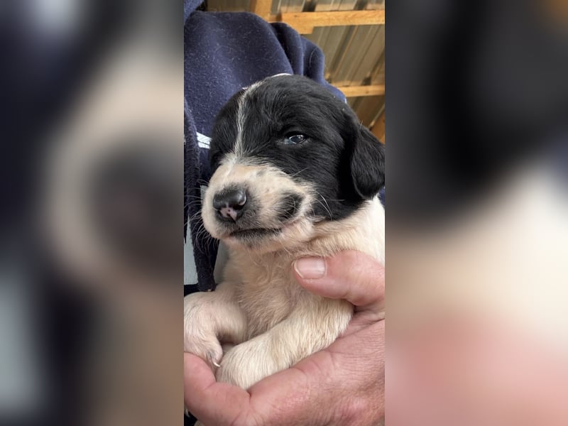 4 hübsche Mischlingswelpen