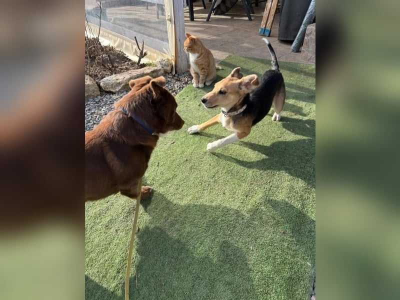 Sina, junge Mischlingshündin