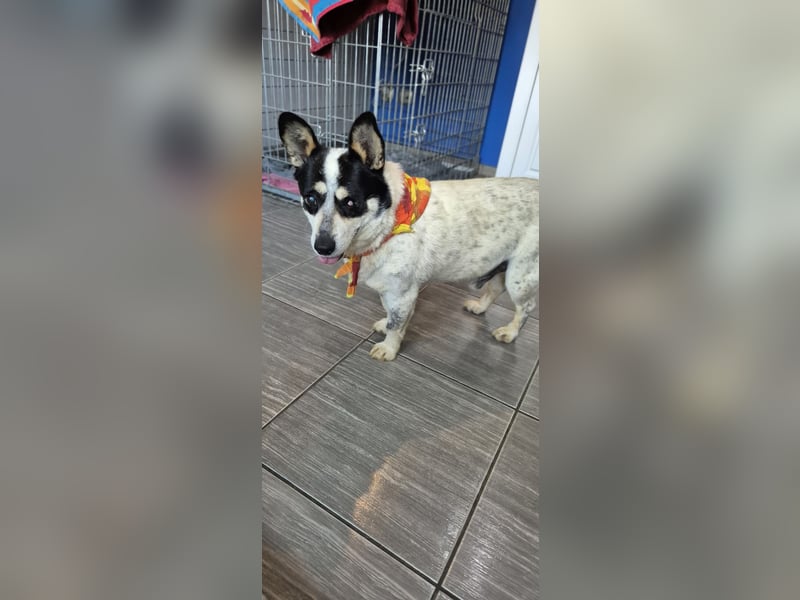 Tommy - kleiner, lieber Wirbelwind 55665 REcklinghausen