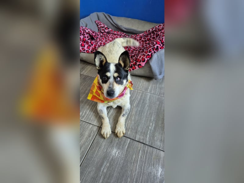 Tommy - kleiner, lieber Wirbelwind 55665 REcklinghausen