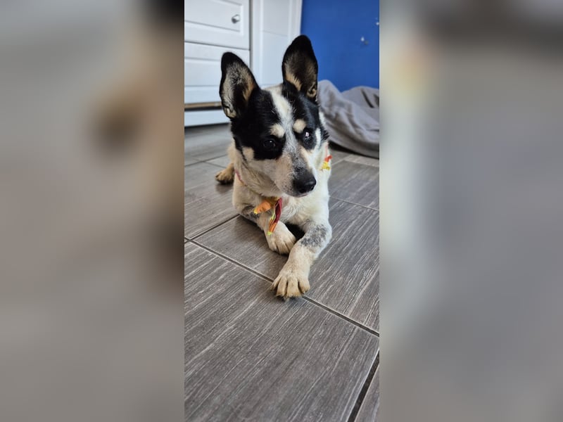 Tommy - kleiner, lieber Wirbelwind 55665 REcklinghausen