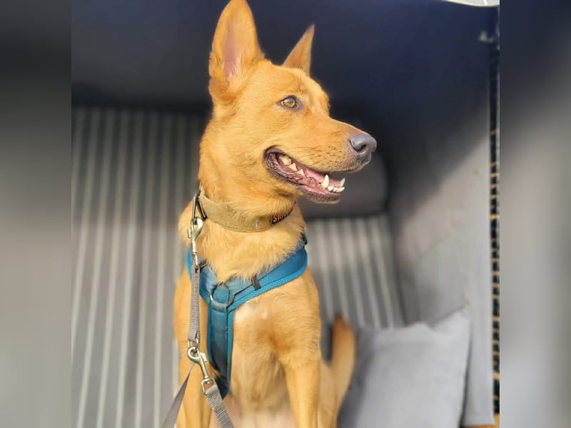 Raya - ist intelligent