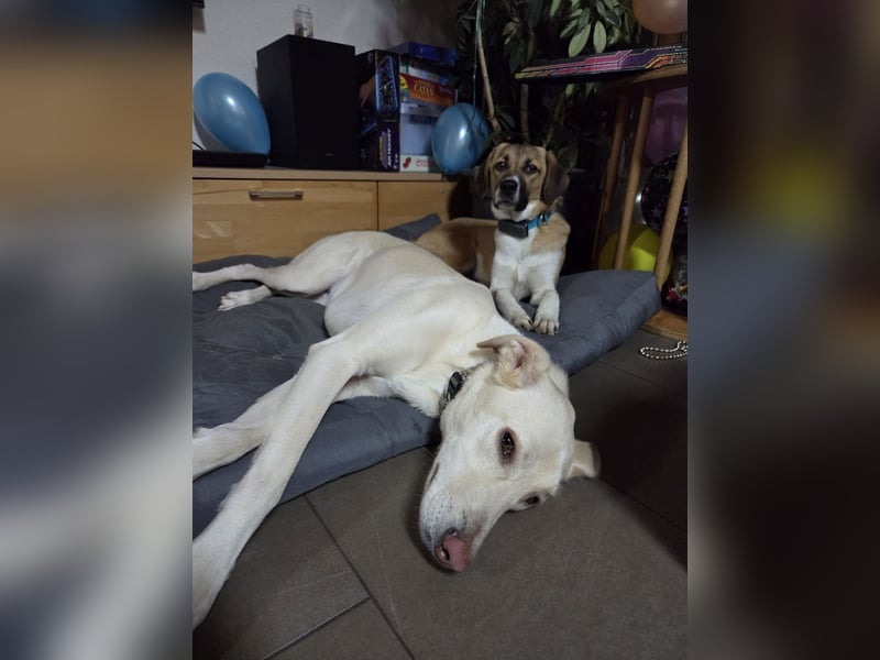 Ronja - zarte Räubertochter mit mutigen Herz