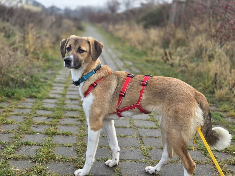 Ronja - zarte Räubertochter mit mutigen Herz