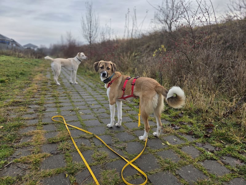 Ronja - zarte Räubertochter mit mutigen Herz