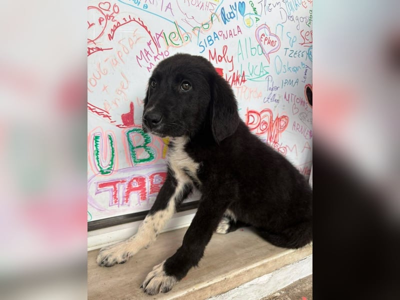 Welpenalarm: Schmusenase Arthour