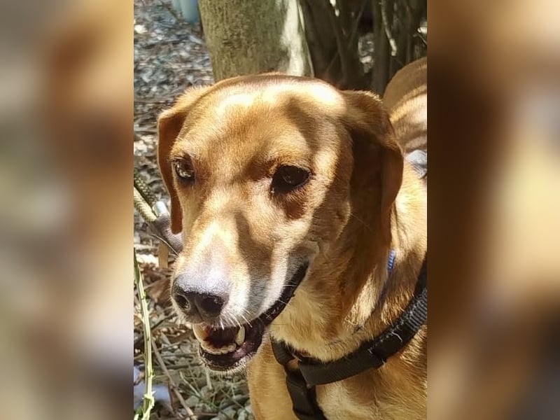 Mandy ist ein liebevoller Sonnenschein