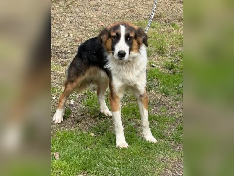 Charlie: Dein neuer Kuschelfreund