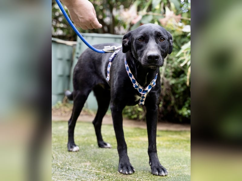 Fritzi: Cleveres Herz auf vier Pfoten