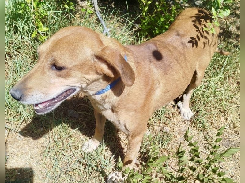 Mandy ist ein liebevoller Sonnenschein