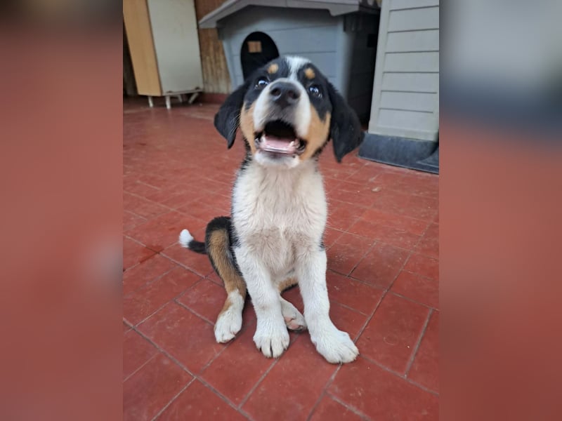 Herziges Hundekind Thea