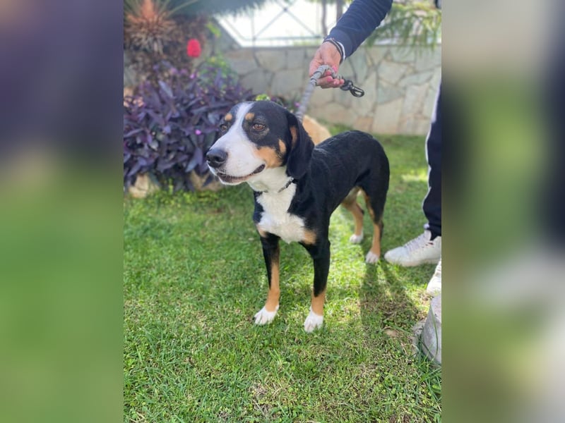 Lilla ist ein ruhiger und anhänglicher Schatz