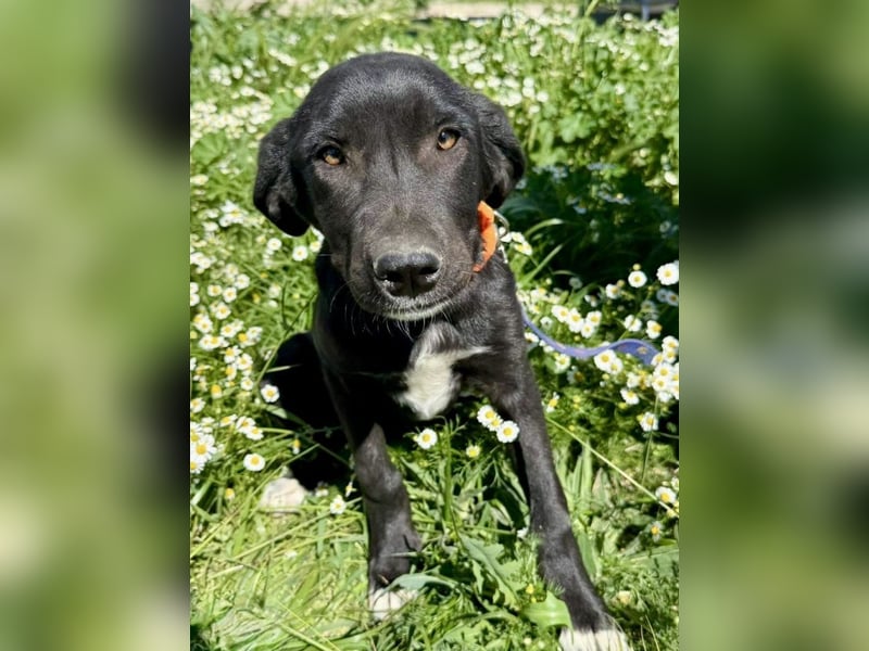 Penny: Drolliges Labbi-Mix-Welpi