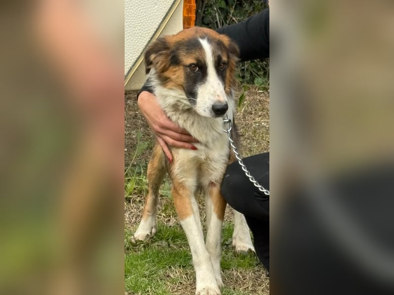 Charlie: Dein neuer Kuschelfreund