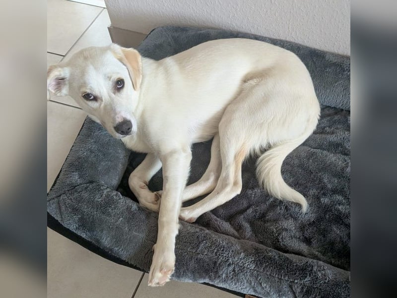 Mylo = Goldschatz