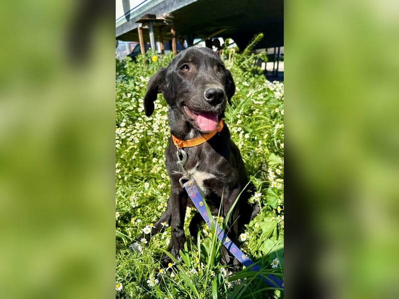 Penny: Drolliges Labbi-Mix-Welpi