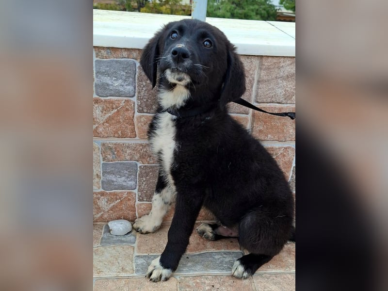 Welpenalarm: Schmusenase Arthour