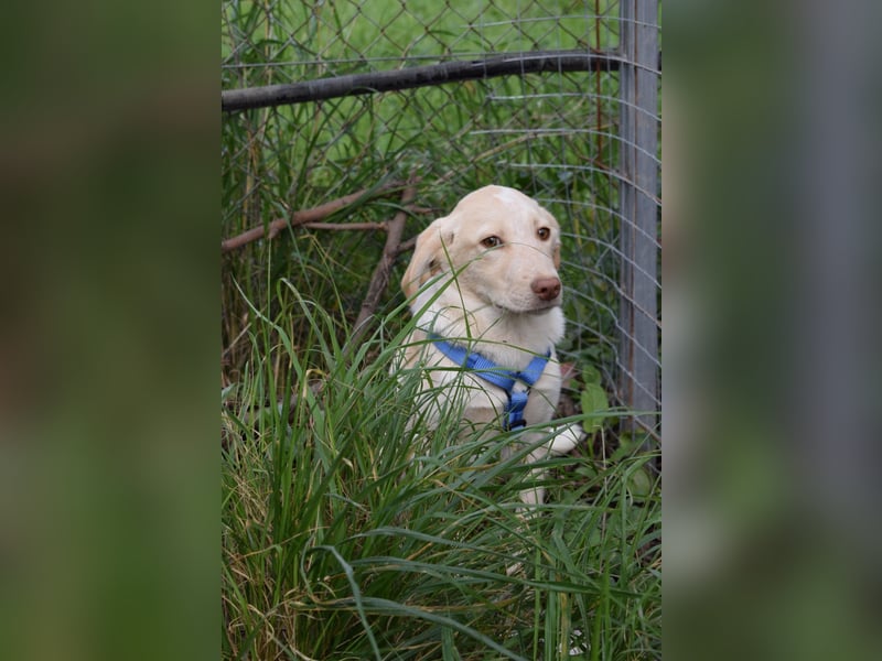 Welpenjunge Antonio möchte Dein Herz erobern