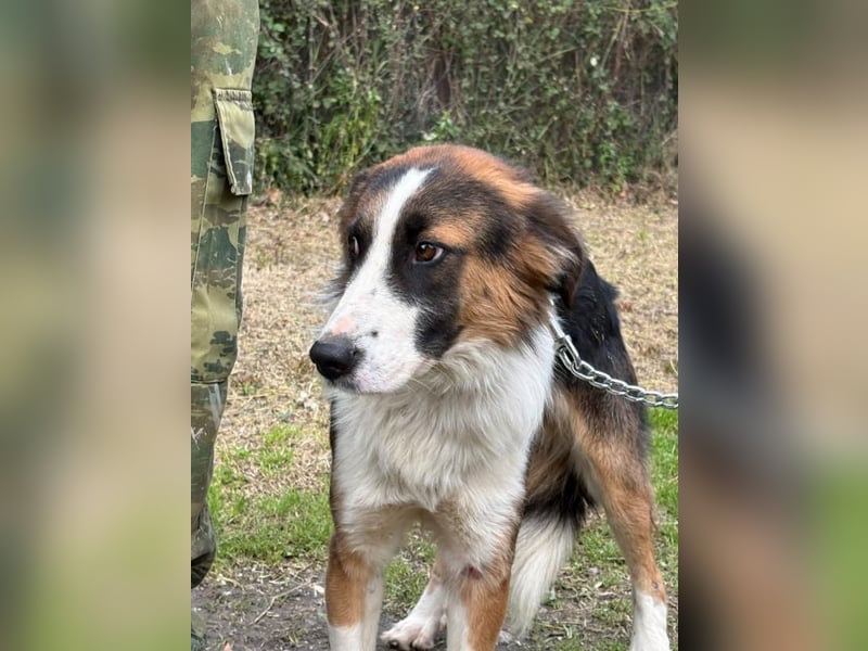 Charlie: Dein neuer Kuschelfreund