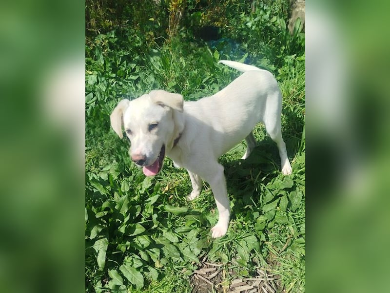 Tayo: Niedlicher Familienwelpi