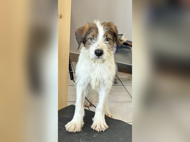 Welpenalarm: Bezaubernder Chap