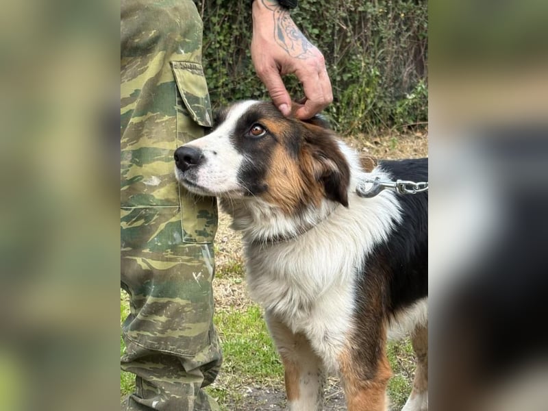 Charlie: Dein neuer Kuschelfreund