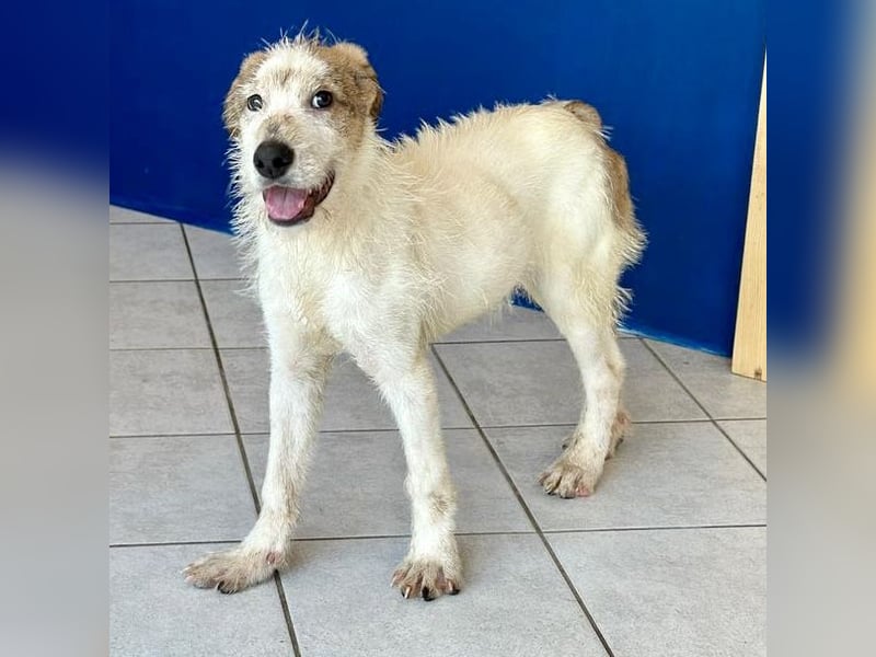 Welpenalarm: Herziger Cluso