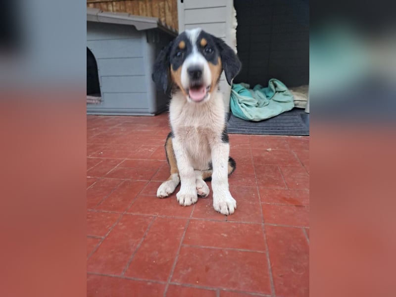 Herziges Hundekind Thea
