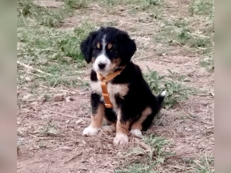 Herziges Hundekind Devin