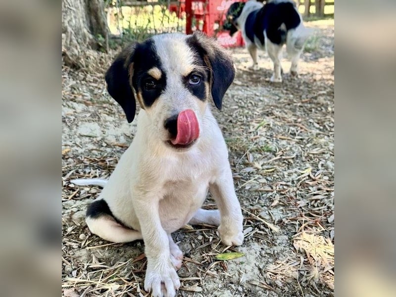 Putziges Hundebaby Momo