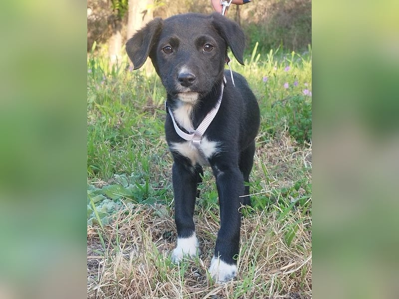 Herziges Welpenmädchen Fritzi