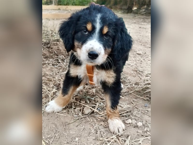 Herziges Hundekind Devin