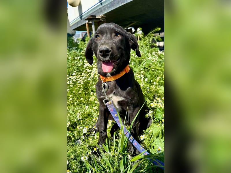 Penny: Drolliges Labbi-Mix-Welpi