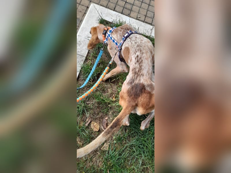 Feivel ist voller Energie und Liebe