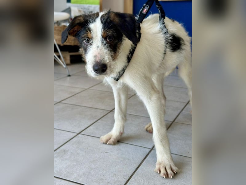 Welpenalarm: Putziger Cain