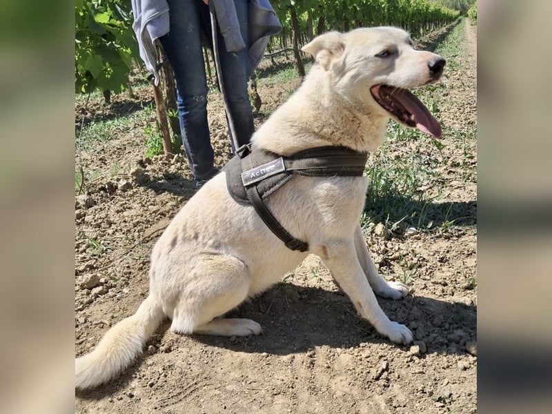 Daggi: Loyal, clever und voller Charme