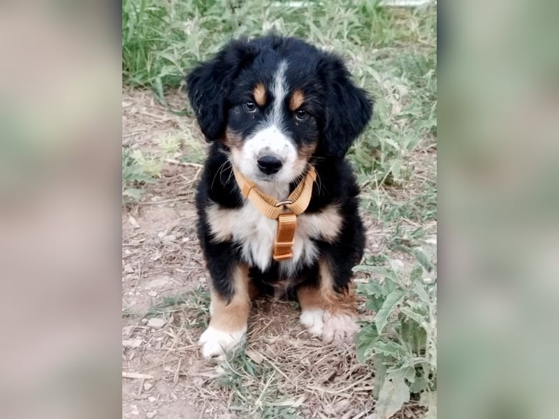 Herziges Hundekind Devin