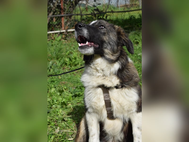 Liebevoller Rony sucht seine Familie